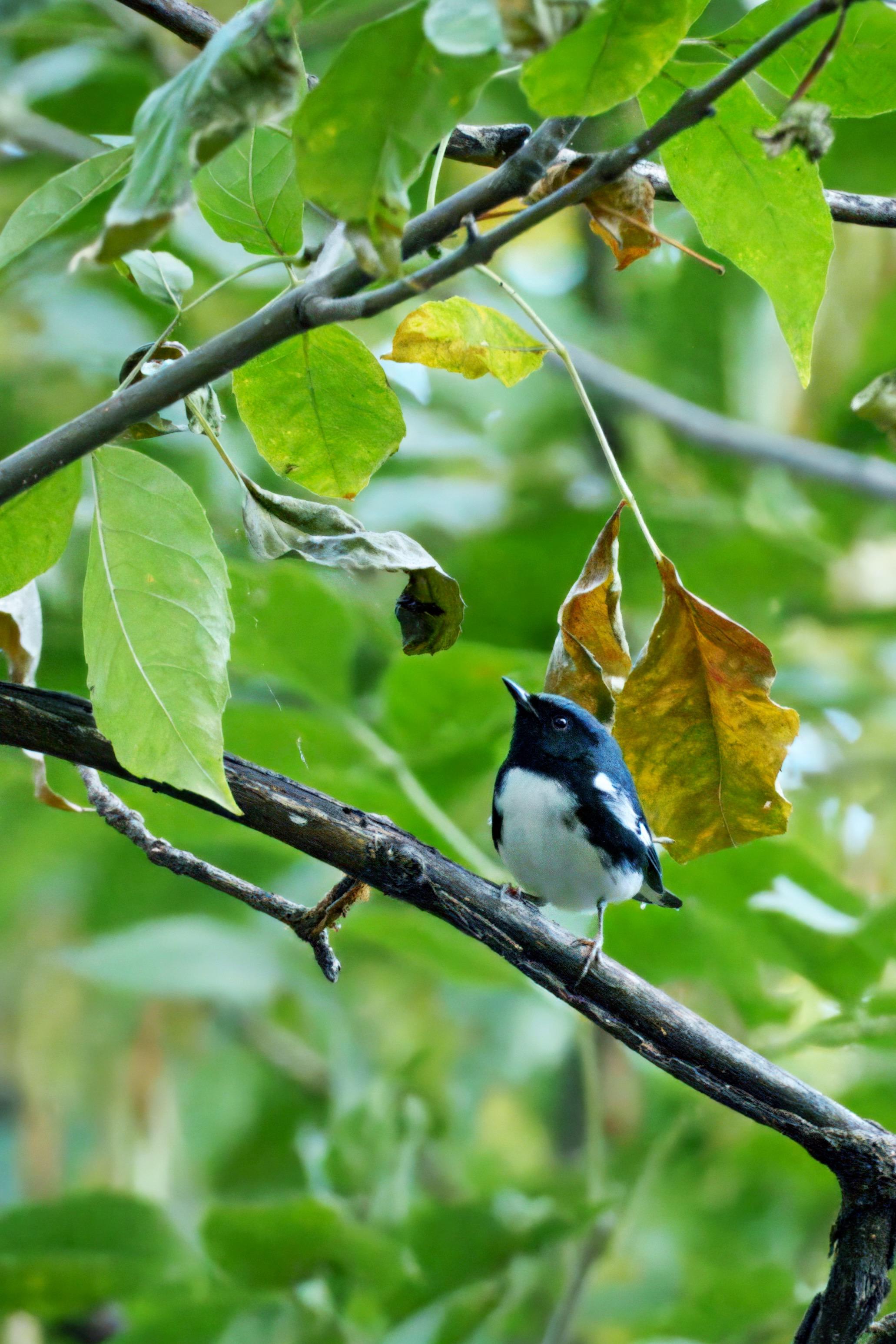 Bird in flight