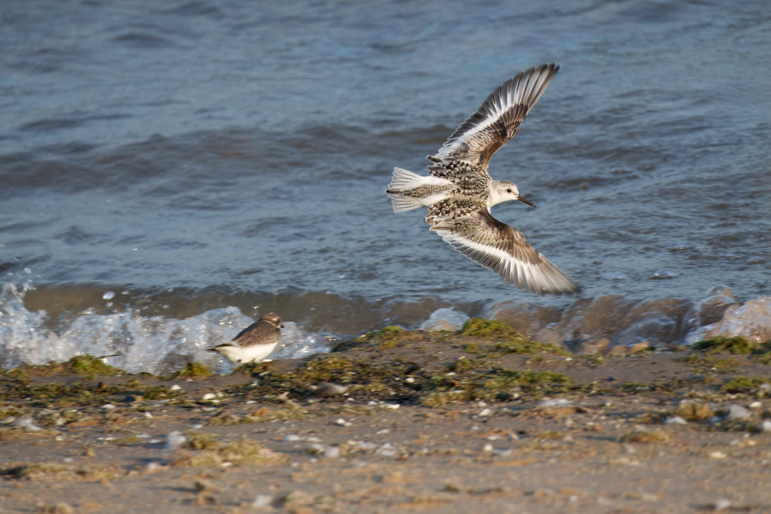 Fast-moving bird in flight